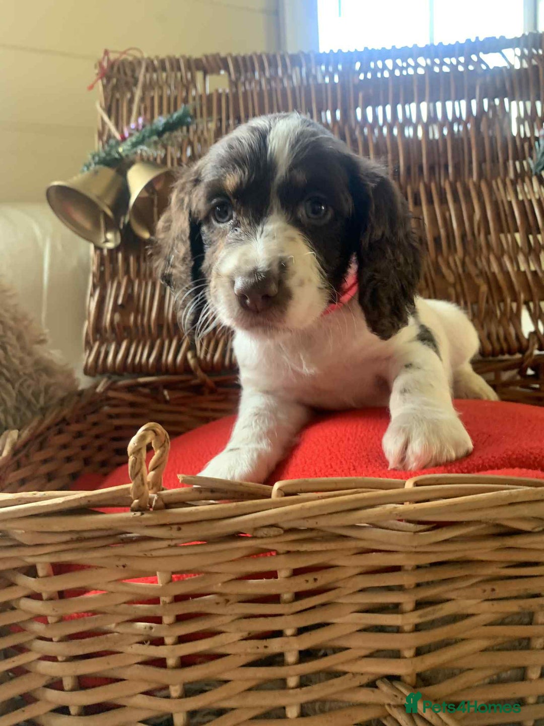 Cocker Spaniel dogs for sale: Beautiful cocker spaniel pups - Advert 9