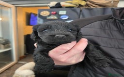 Cockapoo dogs for sale: Gorgeous F1 Cockapoo puppies  - Image 3