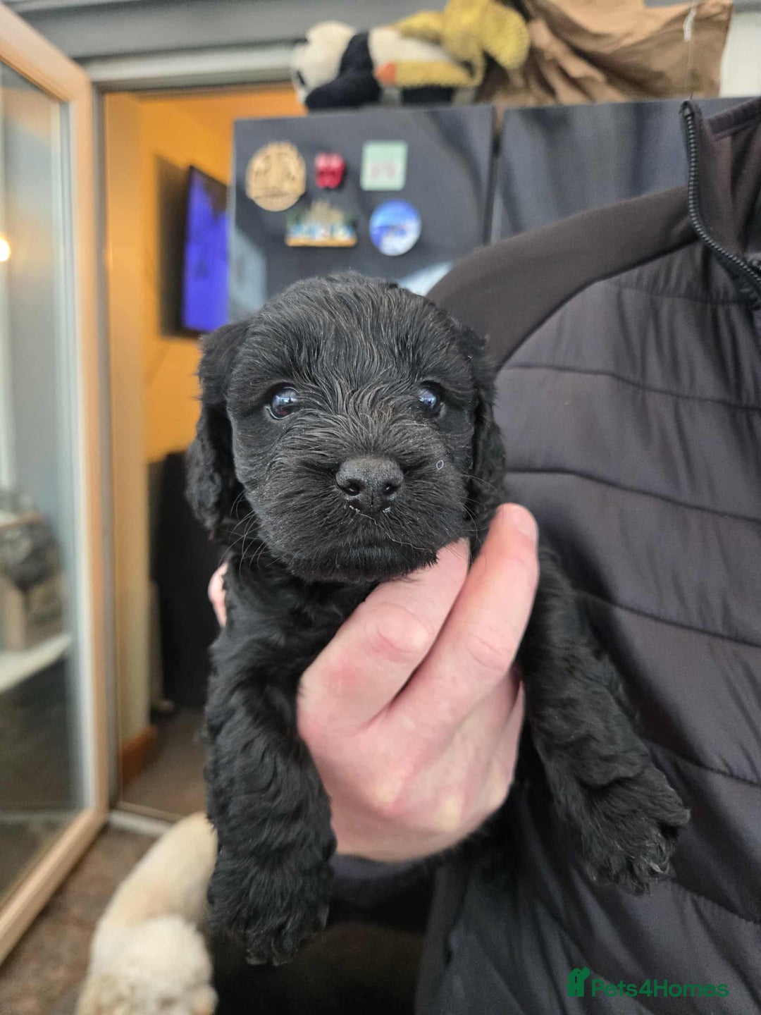 Cockapoo dogs for sale: Gorgeous F1 Cockapoo puppies  - Image 3