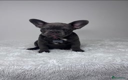 French Bulldog dogs for sale: Female French Bulldog: six moths old - Image 5