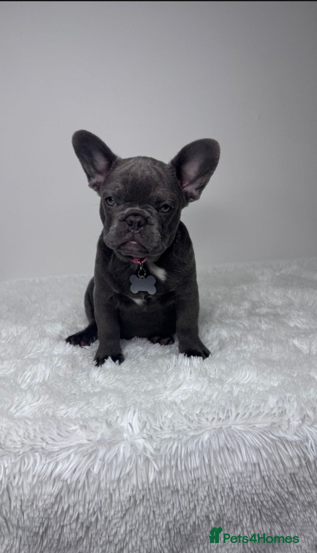 French Bulldog dogs for sale: Female French Bulldog: six moths old - Image 5