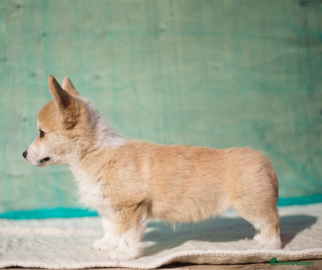 Welsh Corgi Pembroke dogs for sale: Welsh Corgi Pembroke Puppies with Pedigree! - Image 5