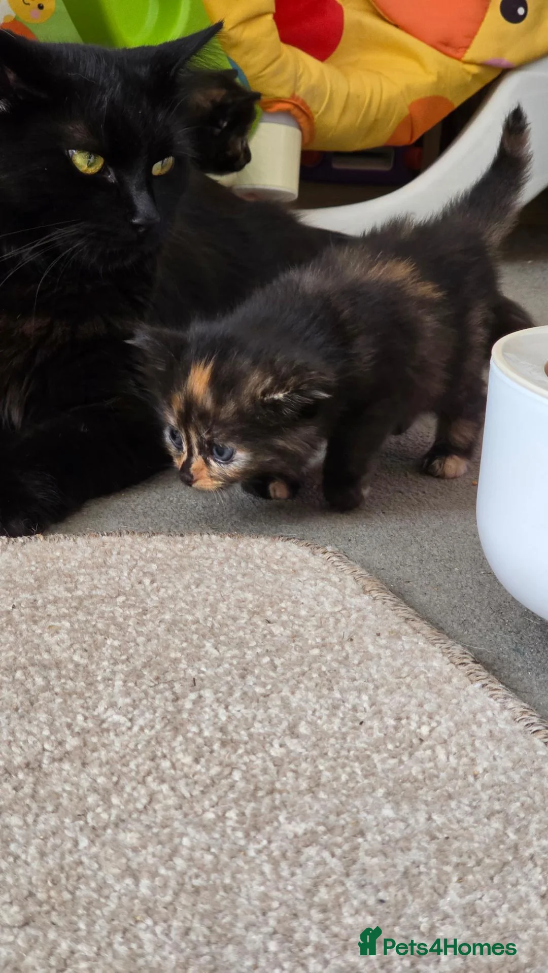 Nebelung cats for sale: Last Beautiful Kitten - Advert 2