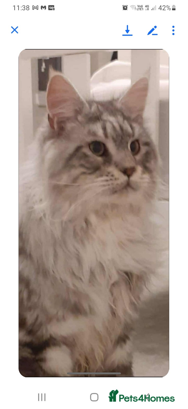 Maine Coon cats Studs and Queens  in Dumbarton - Advert 1