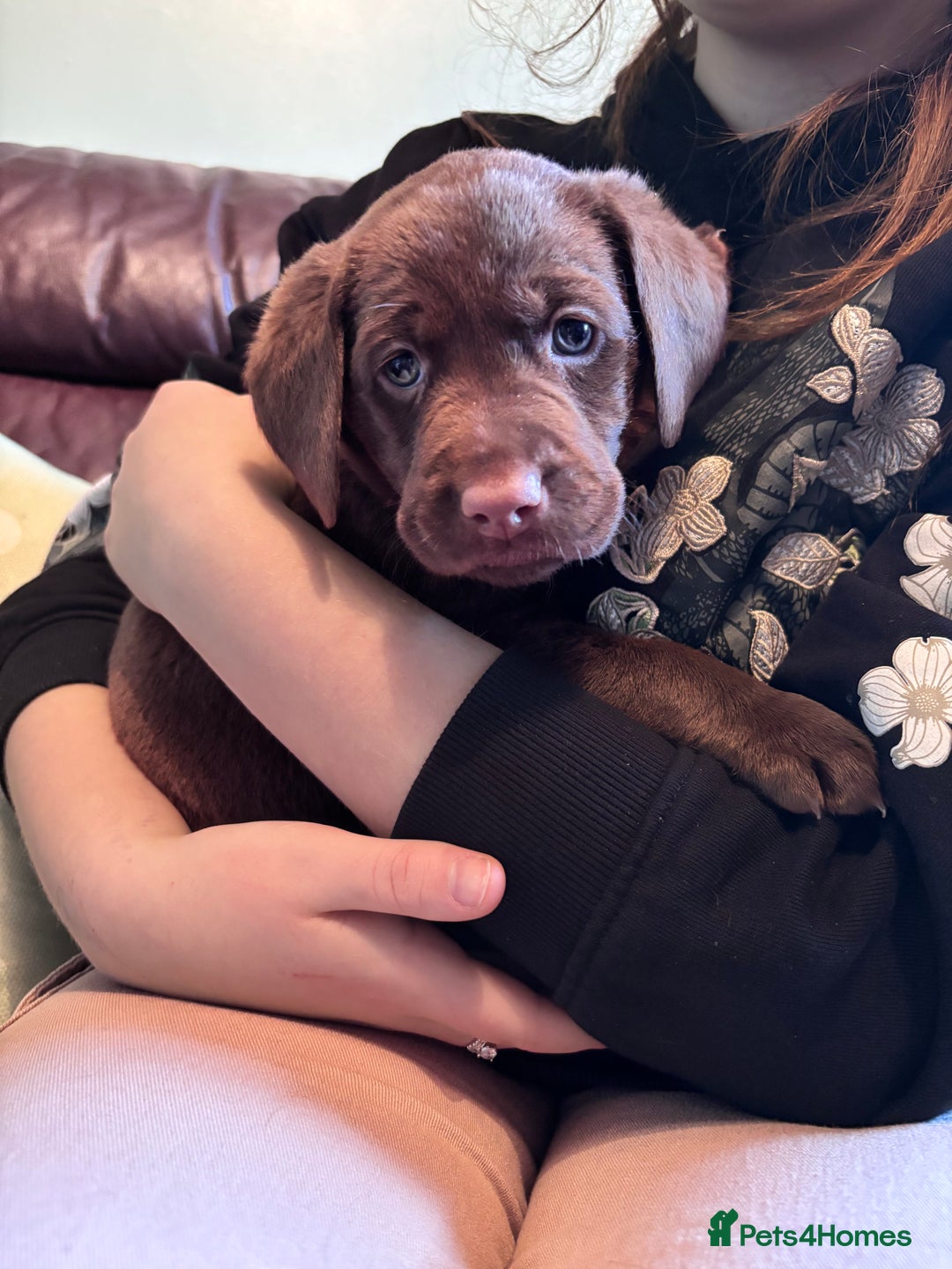 Labrador Retriever dogs for sale: Chocolate and Black Labrador Puppies - Advert 34