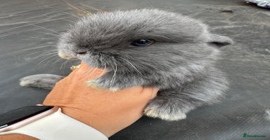Mini Lop rabbits - Advert 3