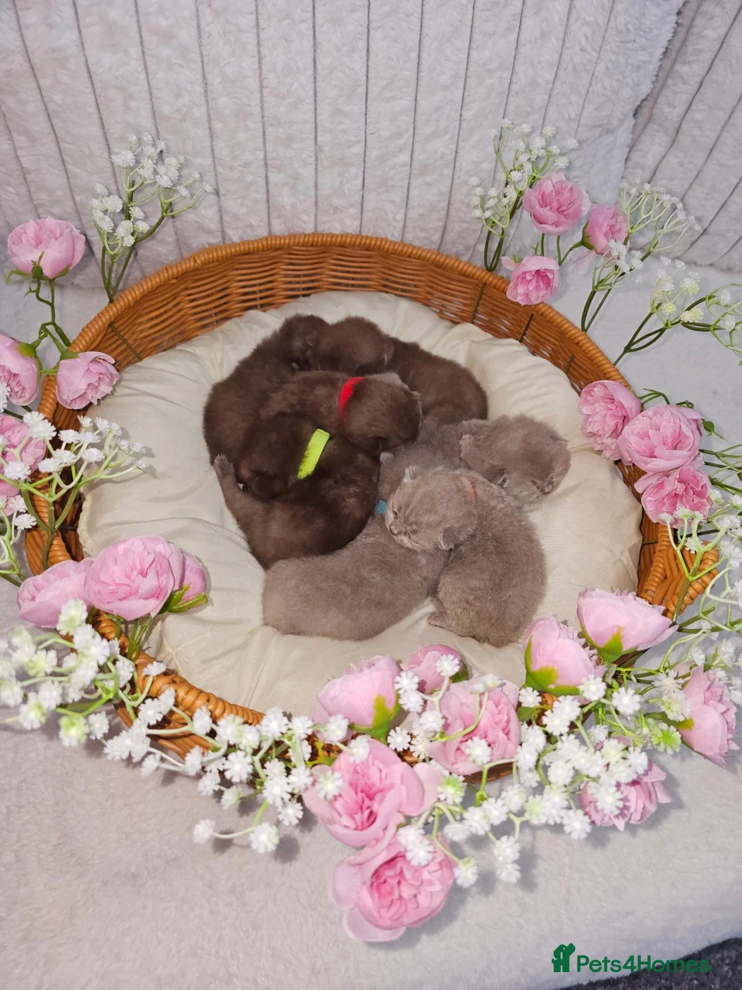 British Shorthair cats for sale: 🍫Chocolate and 💜 Lilac Kittens Waitlist  - Advert 2