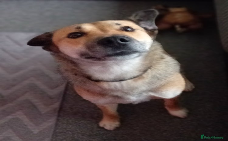 Mixed Breed dogs Collie x german shepherd  - Advert 16