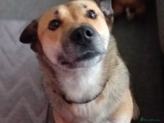 Mixed Breed dogs for sale: Collie x german shepherd - Advert 1