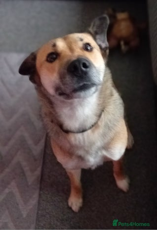 Mixed Breed dogs Collie x german shepherd - Advert 2