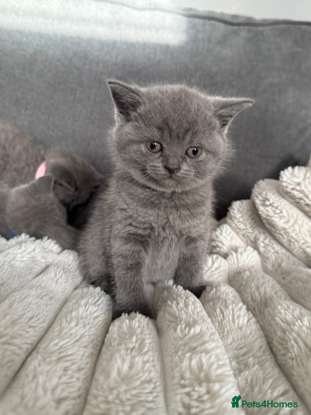 British Shorthair cats for sale: Gorgeous British Shorthair Blue Kittens - Advert 7