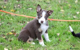 Border Collie dogs for sale: Border Collie Puppies  - Image 13
