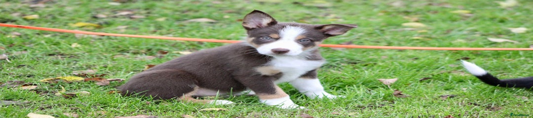 Border Collie Puppy 5