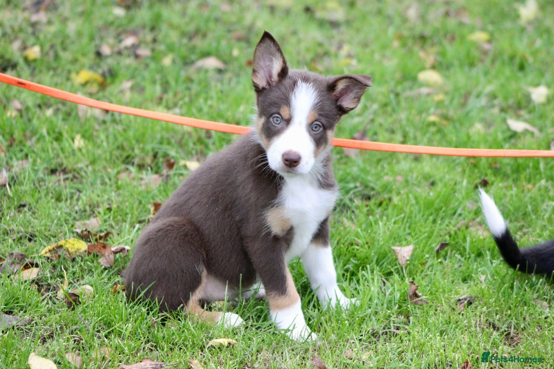 Border Collie dogs for sale: Border Collie Puppies  - Image 13