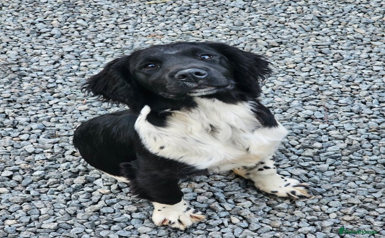 English Springer Spaniel dogs - Advert 2