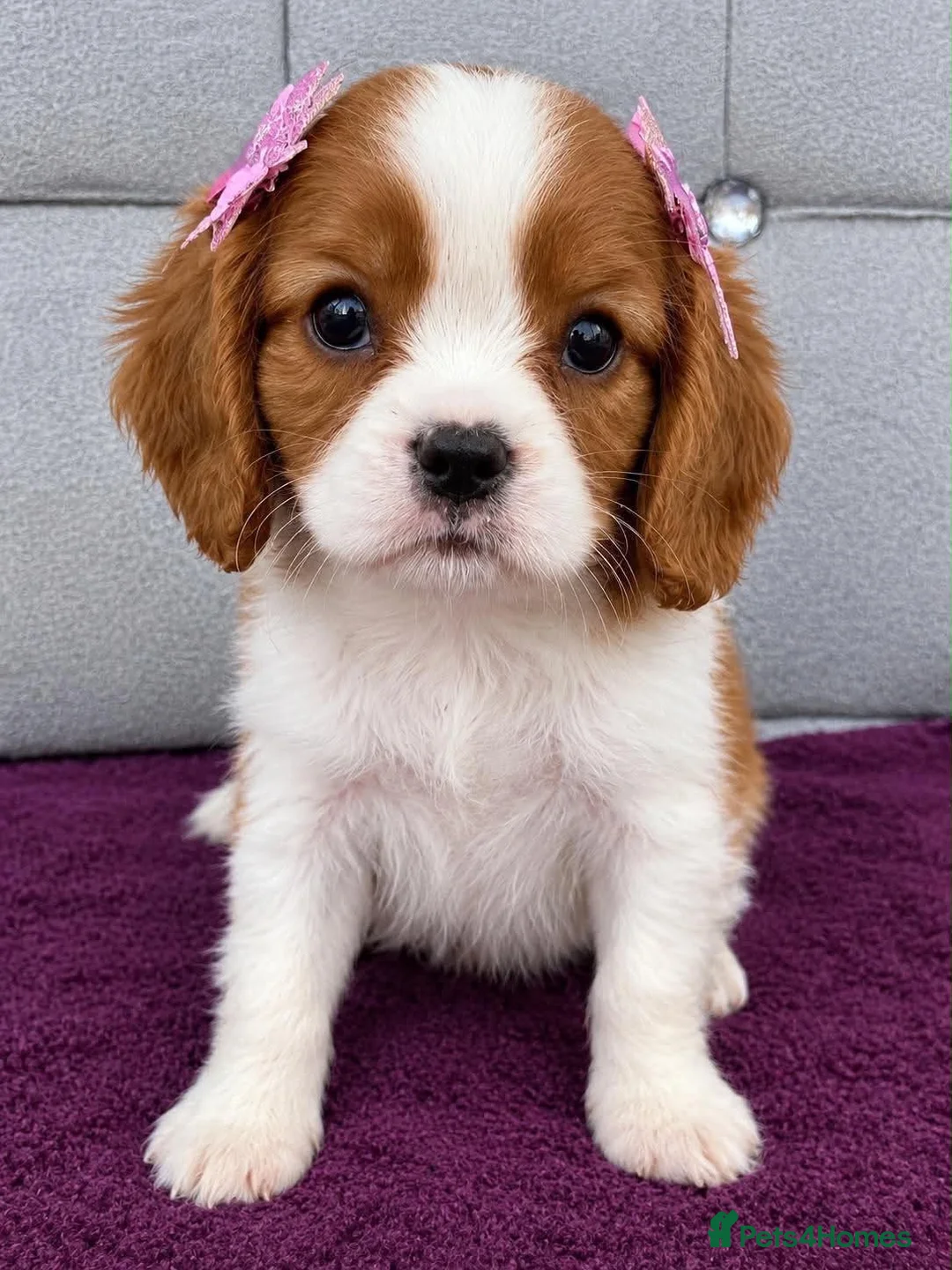 Cavalier King Charles Spaniel dogs for sale: CHOCOLATE CARRIER CAVALIER PUPPIES! - Advert 2