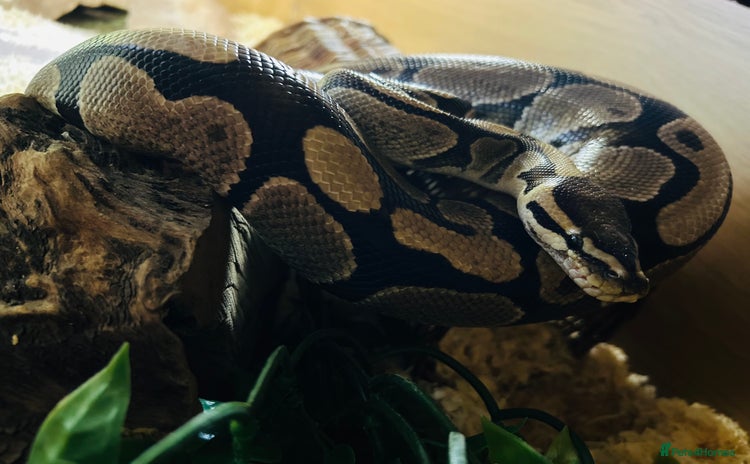 Python Snake reptiles - Advert 1