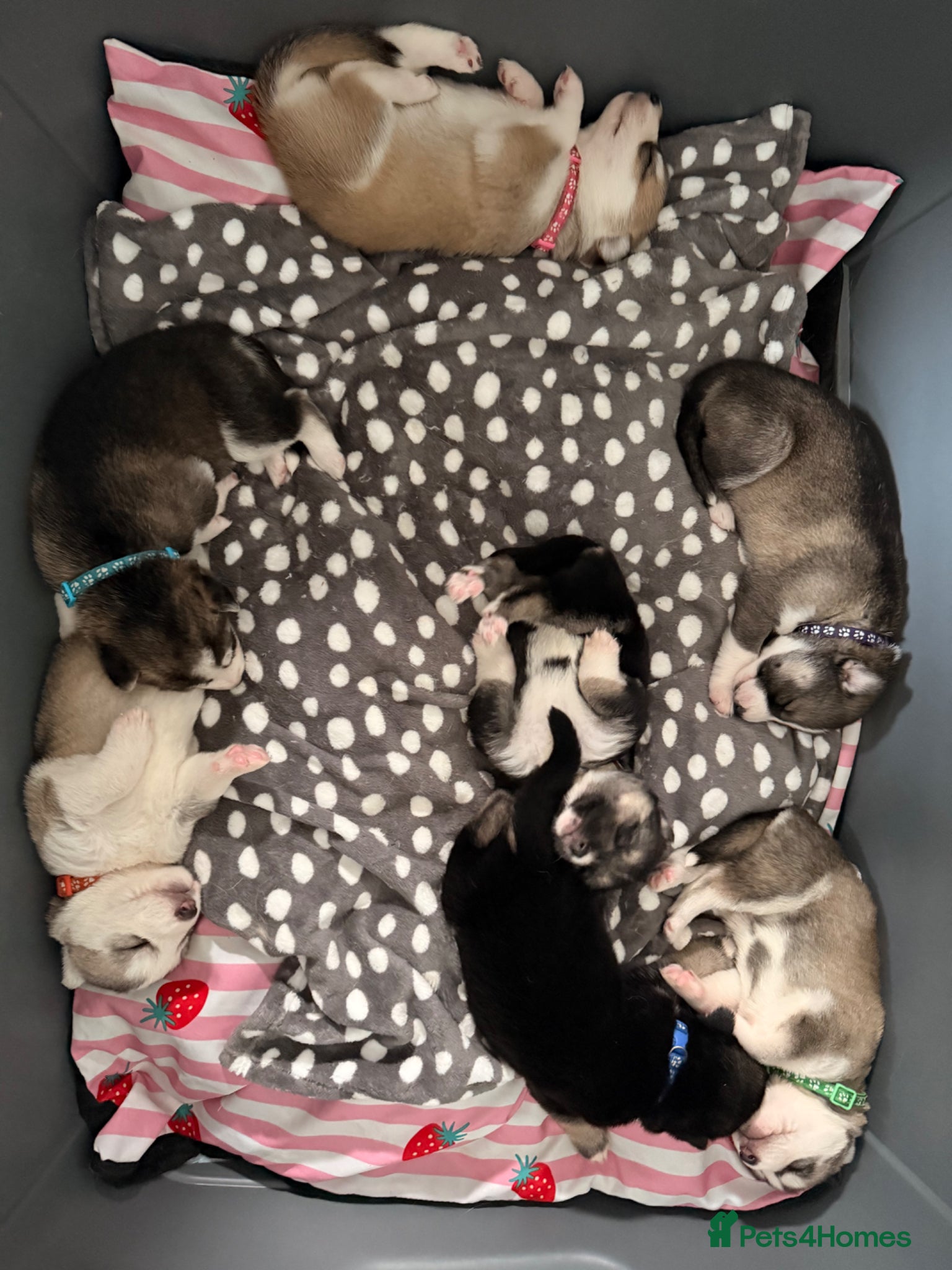Shepsky dogs for sale: 7 beautiful shepskys in Kirkcaldy - Advert 9