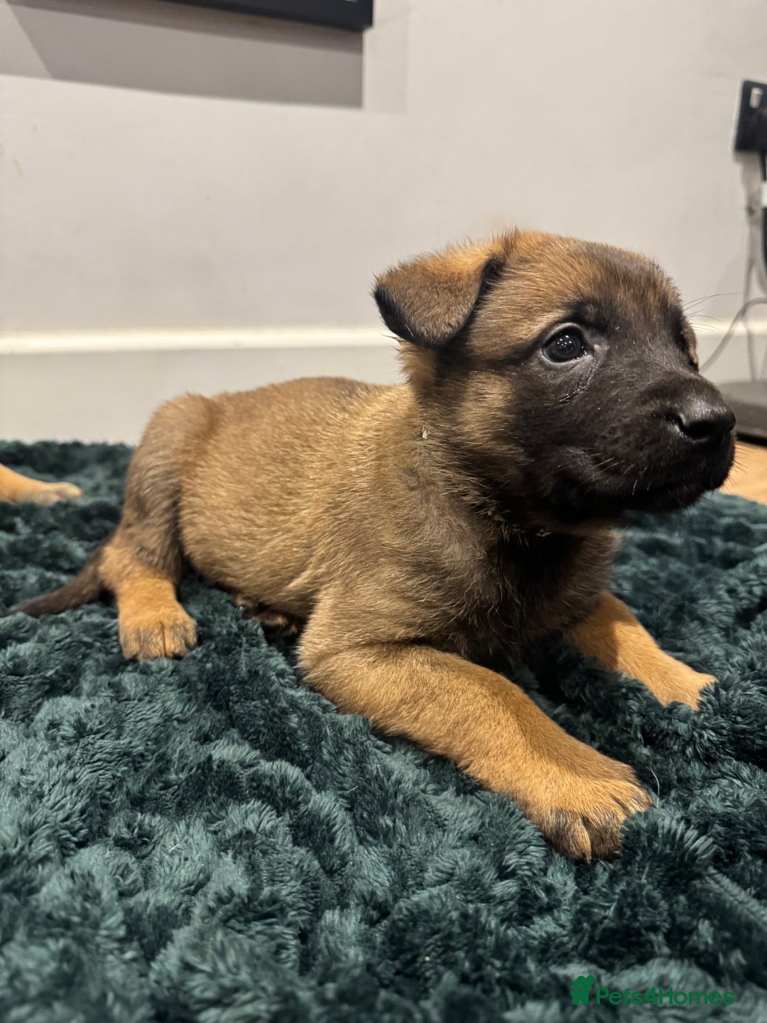 Mixed Breed dogs for sale: Gorgeous GSD X Belgian Malinois Pups Available - Advert 19