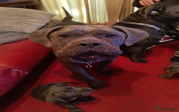 Cane Corso dogs for sale: 100 percent cane corsos puppys - Image 11
