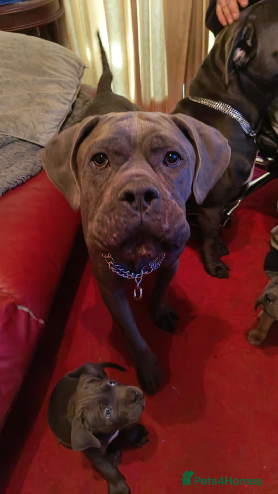 Cane Corso dogs for sale: 100 percent cane corsos puppys - Image 11