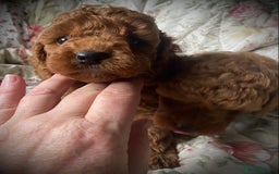 Cockapoo dogs for sale: Fabulous F1b Fox Red Cockapoo Health Cleared - Image 2