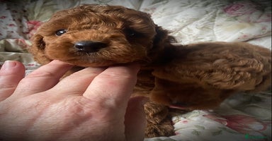 Cockapoo dogs - Advert 3
