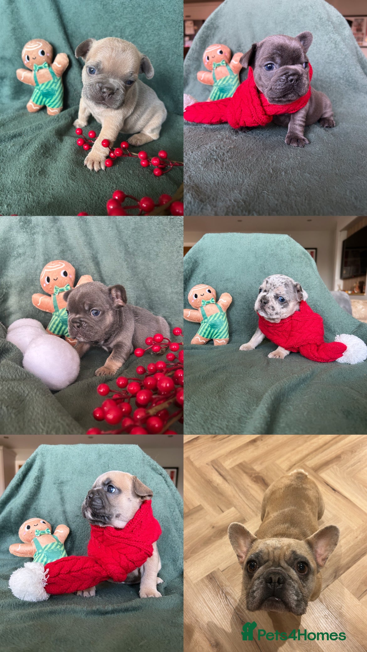 French Bulldog dogs Frenchies ⭐️ ready 24/12/2025 - Advert 3