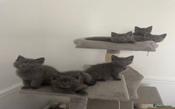 British Shorthair cats for sale: BTS x Ragdoll - Image 1