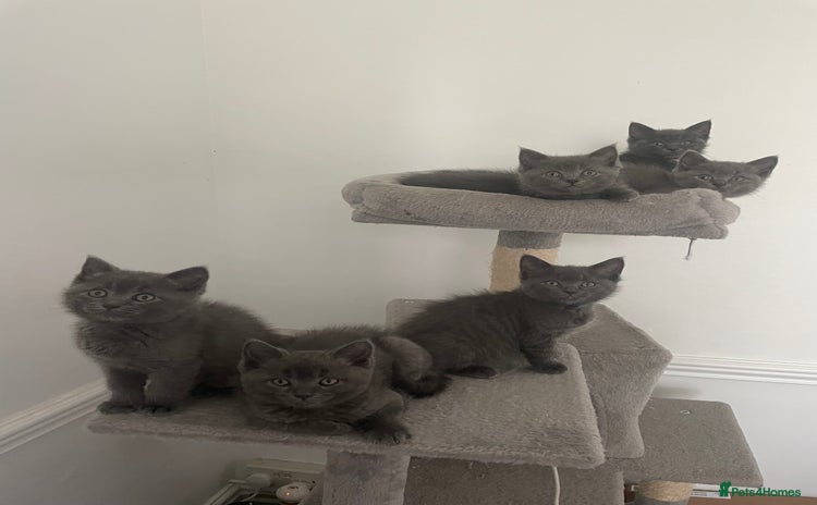 British Shorthair cats - Advert 16