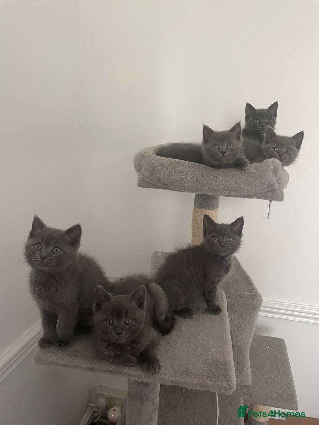 British Shorthair cats for sale: BTS x Ragdoll - Image 1