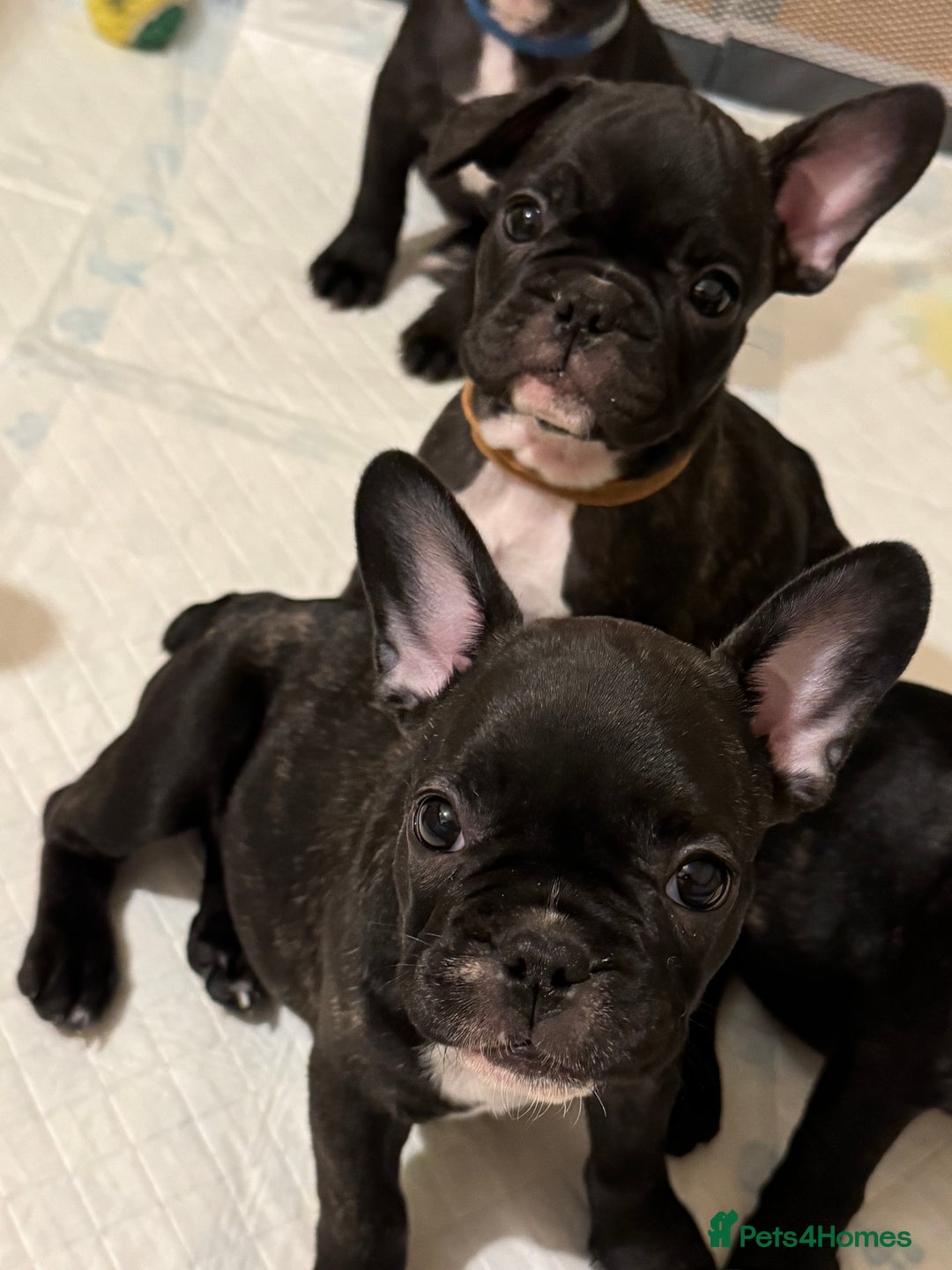 French Bulldog dogs for sale: French puppies  - Advert 34