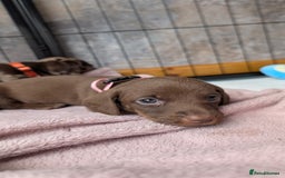 Dachshund dogs for sale: Dachshunds  - Image 31