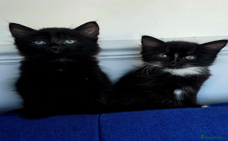 Mixed Breed cats - Advert 3
