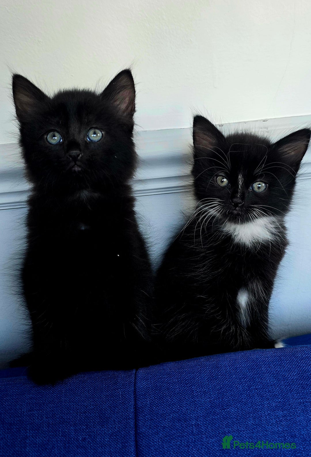 Mixed Breed cats for sale: 2 Adorable boys - Ragdol Mix kittens - Image 3