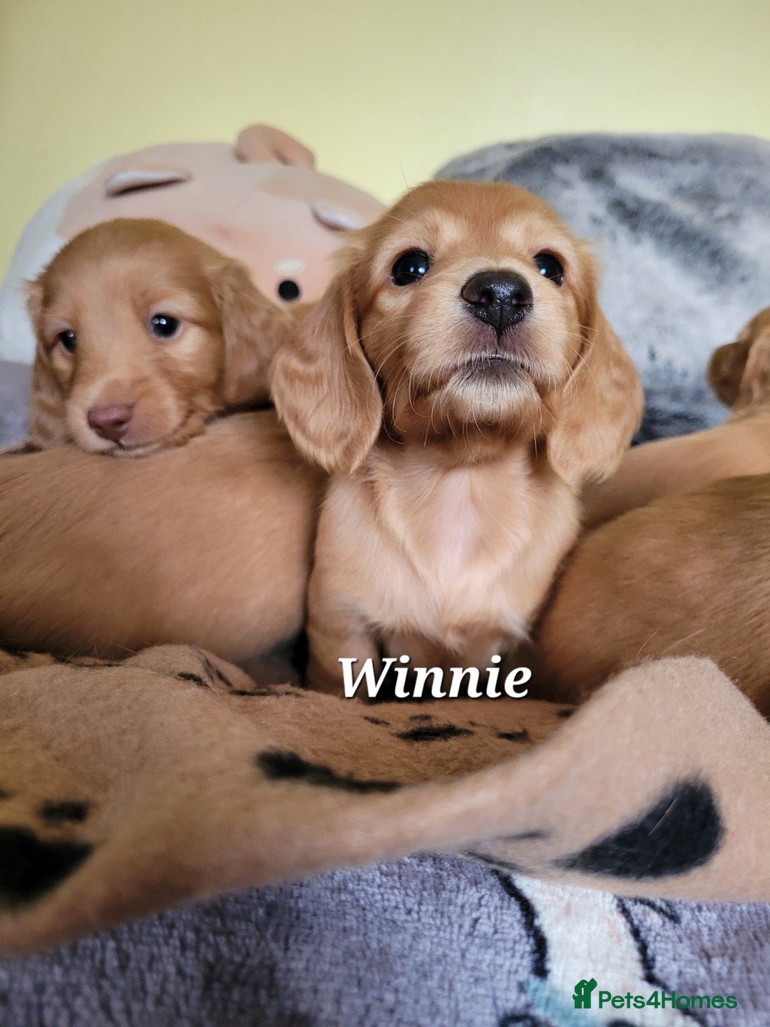 Dachshund dogs for sale: Long Haired KC Miniature Dachshund - Advert 22