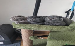 Scottish Fold cats for sale: Scottish fold blue for sale  - Image 18