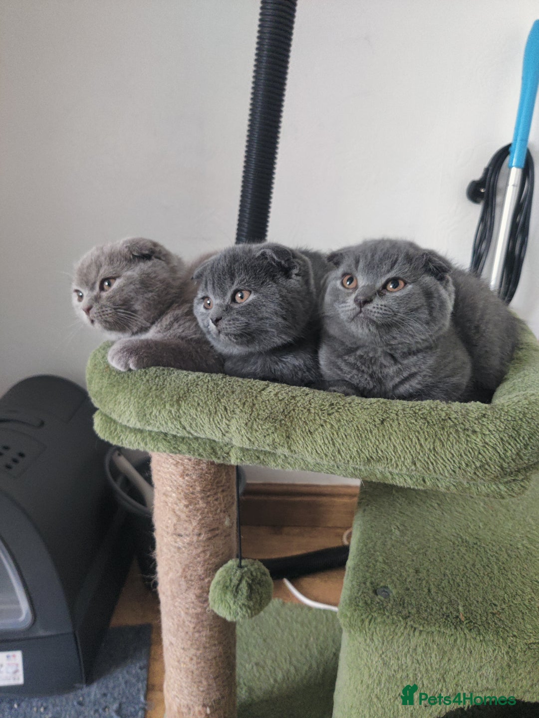 Scottish Fold cats for sale: Scottish fold blue for sale  - Image 18