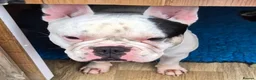 French Bulldog dogs for adoption: Quinn - In Ayr Looking for a home  - Advert 2