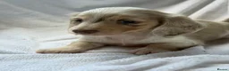 Miniature Dachshund dogs for sale: 2 beautiful dapple girls  - Advert 16