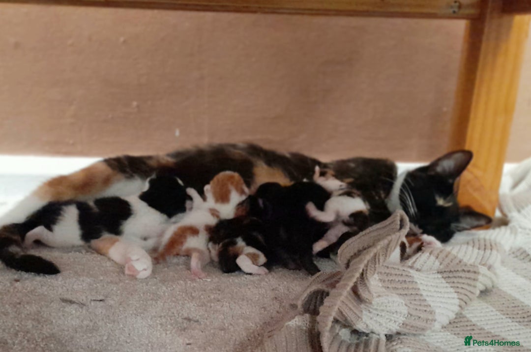 British Shorthair cats for sale: British shorthair kittens  - Image 5