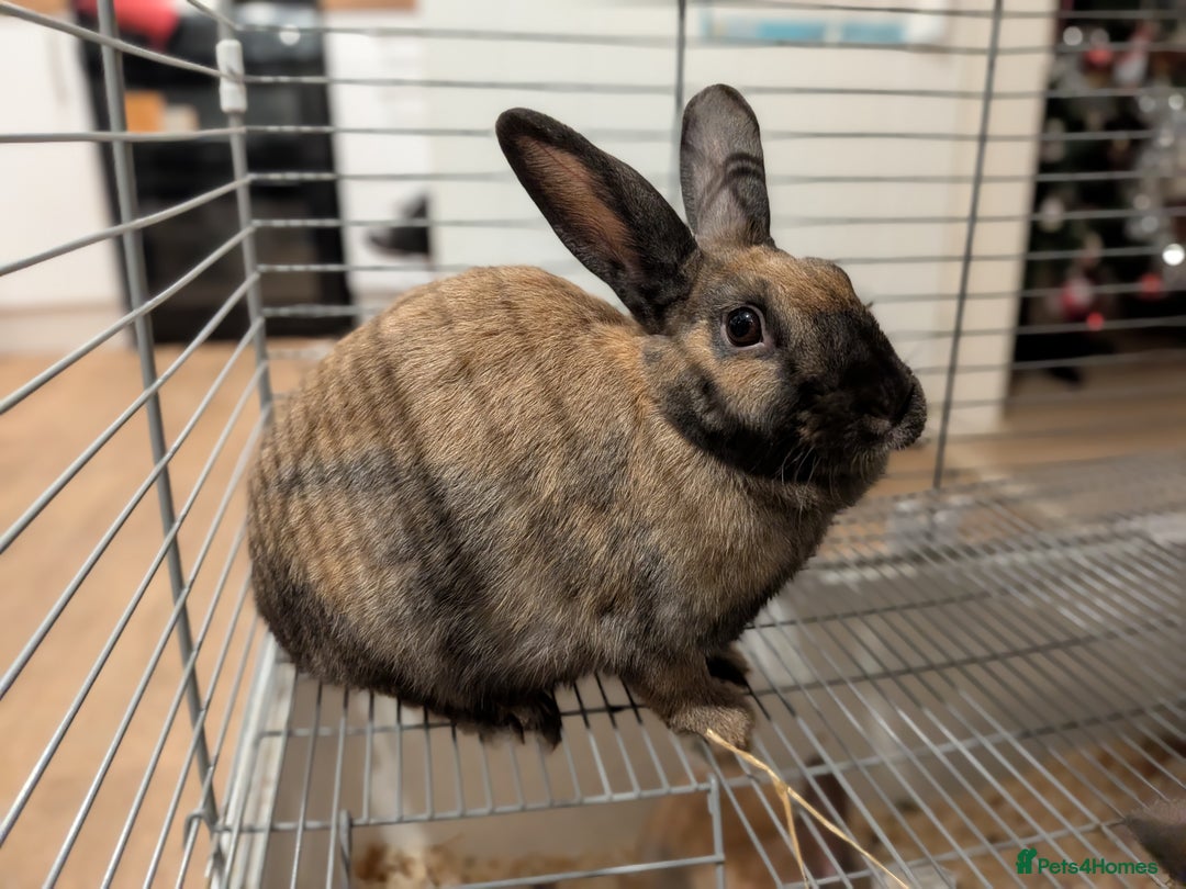 Mixed Breed rabbits for sale: 3 mixed baby rabbits - Advert 8