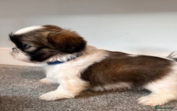 Shih Tzu dogs for sale: 2 Shih Tzu puppies ready for their forever home - Advert 1