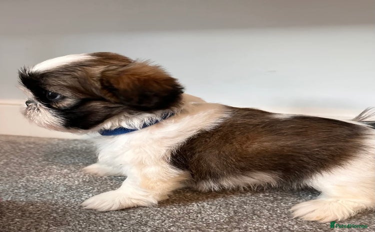 Shih Tzu dogs 2 Shih Tzu puppies ready for their forever home - Advert 2