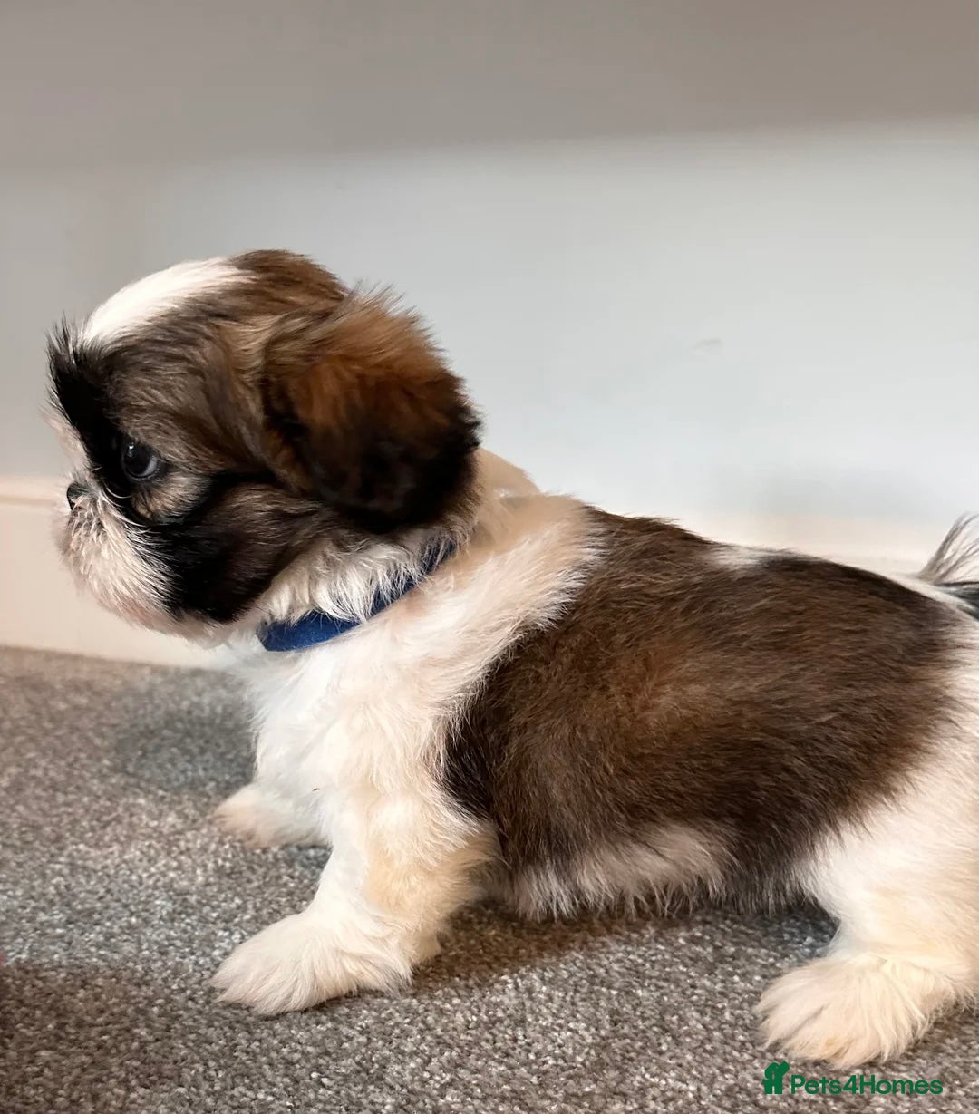 Shih Tzu dogs for sale: 2 Shih Tzu puppies ready for their forever home - Advert 1