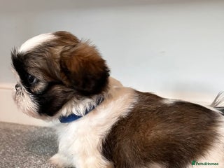 Shih Tzu dogs 2 Shih Tzu puppies ready for their forever home - Advert 7