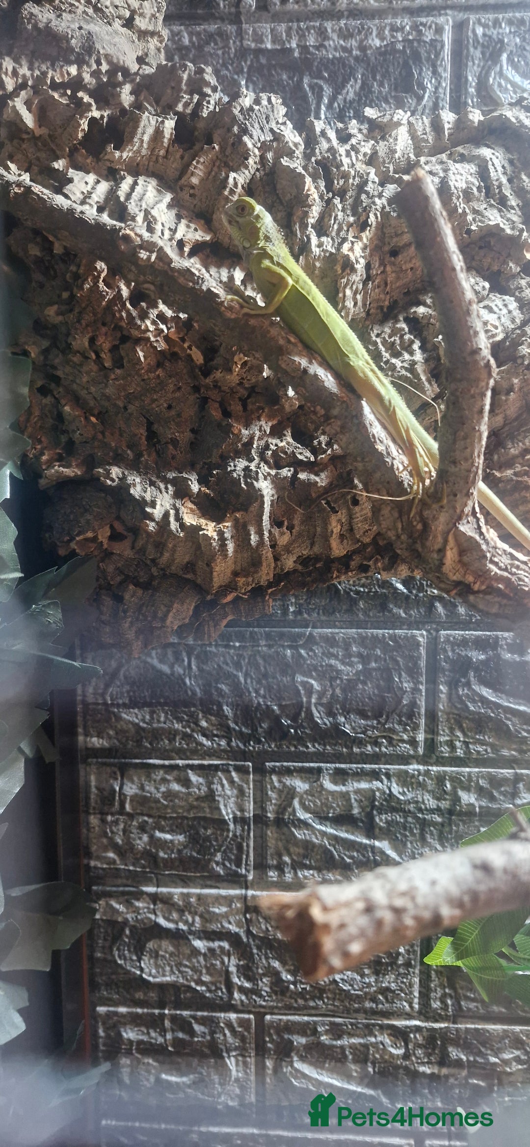 Iguana reptiles for sale: Green iguana lime zero - Advert 2