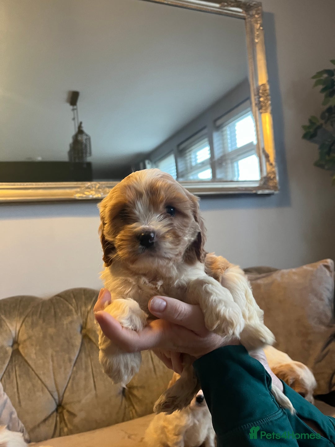Cavachon dogs for sale: Cavachon puppies  - Advert 5