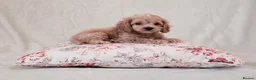 Cockapoo dogs for sale: Toy Teddy Bear Cockapoo Puppies - Advert 10