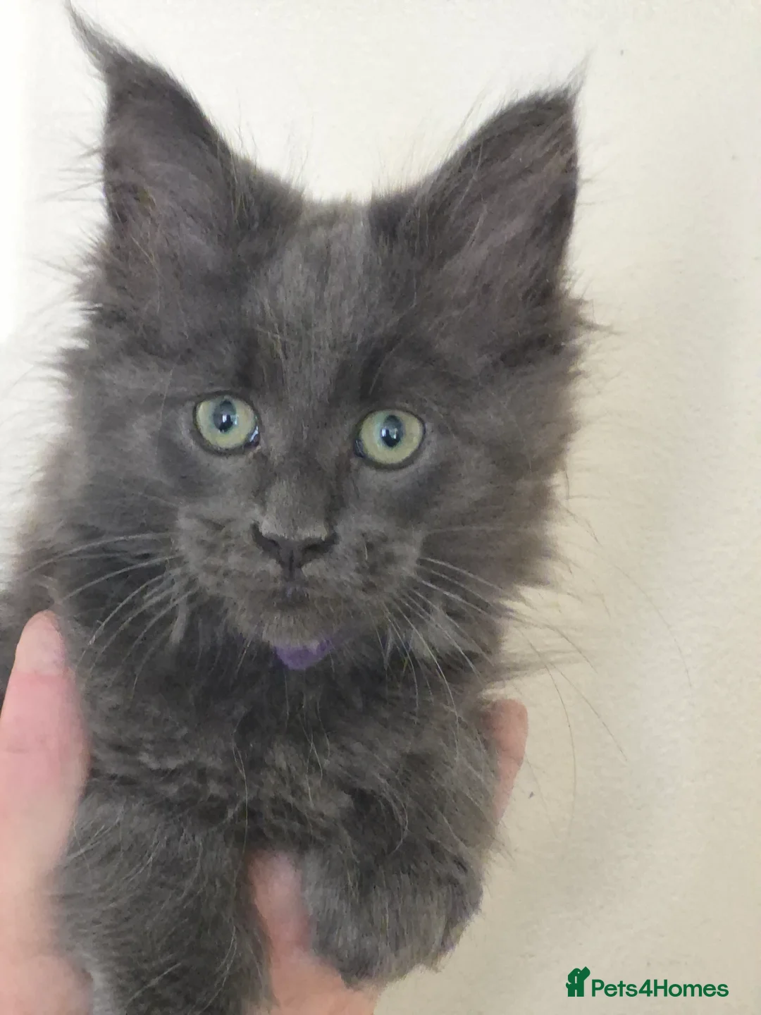 Maine Coon cats for sale: Mainecoon kittens in Plymouth - Advert 11